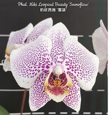 Phal. Miki Leopard Beauty 'Snowflare', Silver Leaves,  picture
