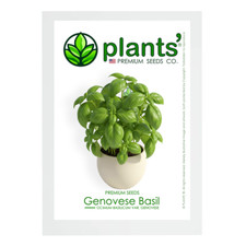 Genovese Basil | Premium Seeds | Ocimum basilicum var. genovese | Plants'® picture