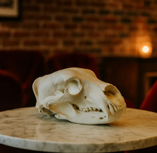 Grizzly Bear Skull Replica - Life Size 1:1 Scale Anatomically Accurate Model picture