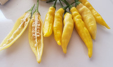 Lemon Drop / Aji Limon Pepper (25 Seeds) ,crisp and spicy picture