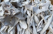 Two Pounds American Alligator Bones Genuine Louisiana picture