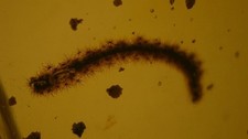 Unidentified obect inclusion in burmese amber picture