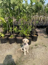 American Linden Tree 3’-5’ Potted Tree picture