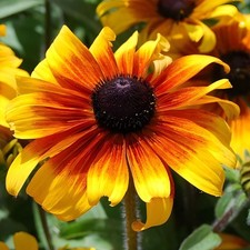 *NEW* Dwarf Marmalade Black Eyed Susan 100 Seeds Rudbeckia hirta.  picture