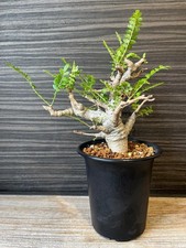 1 Boswellia Neglecta Seed Black Frankincense - Extremely Rare USA seller picture