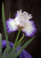 15 Iris Fresh Bearded Iris Rhizomes Mixed Varieties picture