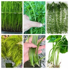 Beginner Live Aquarium Plant Bundle Live Aquarium  (35+ Stems)BUY 2 GET 1 FREE picture