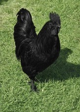 6+Fertile True AYAM CEMANI 🐥RARE Fertile Hatching Eggs chicken with black  meat picture