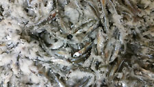 Bestbait Salted Emerald Shiners Preserved Minnows   VHSv Free picture