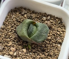 Gasteria Hybrid, Seed-grown,  Same As Pic (Small form, 1.4 inches) picture