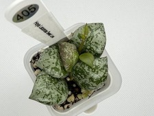 Hoya Lacunosa Sweet Love Silver Lightly Rooted Rare Collector Hoya picture