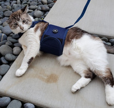 Sleepypod Martingale Cat Harness Blue Mesh Size Large Gently Used picture