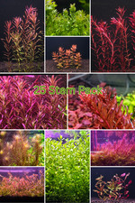 25 Stems Plant Pack Live Aquatic Plants fish tank plants aquatic shrimp aquarium picture