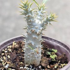 3-4CM Succulent Cactus Pachypodium Rosulatum Gracilius Apocynaceae Height 20cm picture