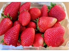 24 California Giant Strawberry Plants. Extra Large Sweet Berries. June Bearer. picture