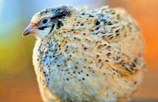 30 Showline Jumbo Coturnix Quail Hatching Eggs – Rare Colors & Premium Genetics picture