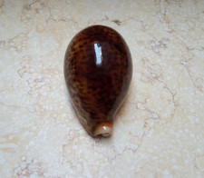 F Cypraea pantherina WOW AMAZING RED COLOR 92mm F++++ super glossy red sea shell picture