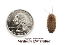 Dubia Roaches - Small, Medium, Large - Live Arrival &  NATIONWIDE picture