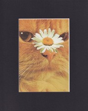 8X10 Matted Print Picture Kitten Cat Feline: Stephen Eichhorn, Orange Cat 2009 picture