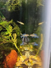Gulf Coast Pygmy Sunfish Reverse Trio 2m/1fm picture
