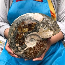 3.8LB Natural Beautiful Ammonite Fossil Conch Crystal Specimen Healing 4620 picture
