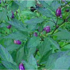 Bolivian Rainbow Hot Peppers Seeds (25 Seed Packet) (More Heirloom, Organic, Non picture