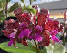 Cattleya tigrina - Very Fragrant- Seed-grown - 4” Pot picture