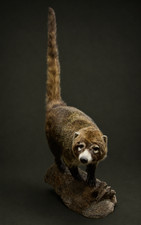 Lifesize Museum Quality ( Coati ) Coatimundi Taxidermy. picture