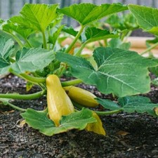 Prolific Straightneck Summer Squash Seeds, NON-GMO, picture
