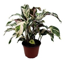 Calathea Stella, 4 inch, Rare Variegated Prayer Plant, Cathedral Plant, Green an picture