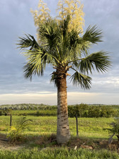Puerto Rican Hat Palm Live Plant - Sabal causiarum - Tropical Palm - Size #1 picture