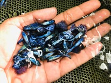 1 TRIO LIVE GUPPY FISH PURPLE MOSAIC HIGH QUALITY USA SELLER - 1 MALE 2 FEMALE picture