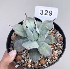 1pcs Rareplant Succulent  agave spineless Random Garden picture