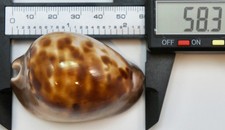 Cypraea Venusta Sorrentensis Seashell Cowrie – 58.3 mm – F+++/GEM - Xanno picture