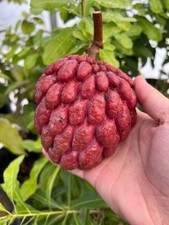 Rare Red Sugar Apple (Annona squamosa) Exotic tropical live Fruit Tree 8in-12in picture