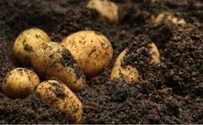 Simply Seed ™ - 2 LBs - Naturally Grown - Yukon Golds - Non GMO - Ready for Spri picture