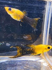 Live   Gold Panda Molly 10 Fry pack picture