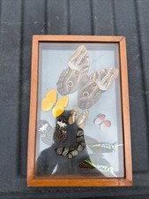 7 Real Butterfly Moth Display Taxidermy Double Glass Shadow Box Frame RARE picture
