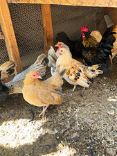 6 Serama Chicken Hatching Eggs picture