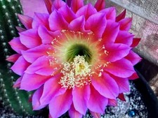 Rare Large Flying Saucer Echinopsis Hybrid Cactus 16” Tall picture