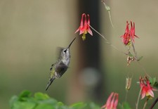 Eastern Red Columbine | Midwest Flora | Wild Columbine picture