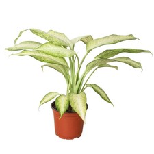 Dieffenbachia 'Camouflage' | Live Plant for Indoor & Outdoor picture
