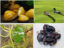 Clean water Combo of 4 - Asian & Dwarf Wedgemussel Clams Aquatic Plants picture
