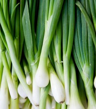 Warrior Bunching Onion Seeds, AAS, NON-GMO, Japanese Bunching Onion,  picture