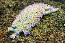 Lettuce Nudibranch (Sea Slug) picture