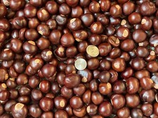 Buckeye Nuts 2026 All Sizes Nickel to Quarter and Larger from Central Ohio Dried picture