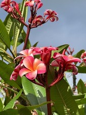 Pink Plumeria Fresh Starter Cutting Single Head 10inch Unrooted x1 picture