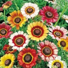 Painted Daisy Seeds | Heirloom / Non-GMO |  | Flower Seeds | 1179 picture