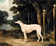 Dream-art hand painted Oil painting animals a white greyhound in landscape art picture