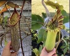 Fresh Seed Nepenthes truncata EP x (spatulata x spectabilis). 25+ hand picked  picture